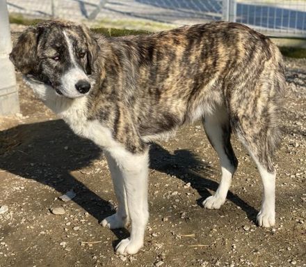 Rafaeli, geb. ca. 03/2021, lebt in GRIECHENLAND, im städt. Tierheim Serres