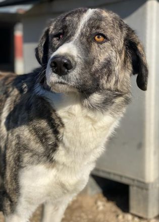 Rafaeli, geb. ca. 03/2021, lebt in GRIECHENLAND, im städt. Tierheim Serres