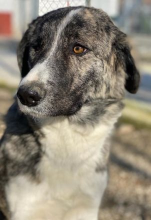 Rafaeli, geb. ca. 03/2021, lebt in GRIECHENLAND, im städt. Tierheim Serres