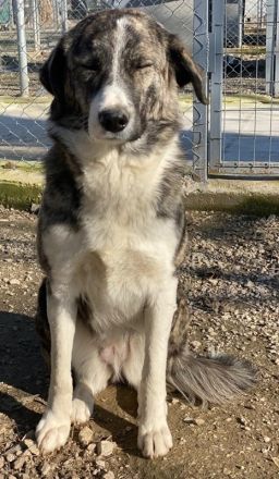 Rafaeli, geb. ca. 03/2021, lebt in GRIECHENLAND, im städt. Tierheim Serres