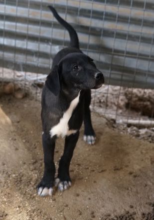 Ophelia, geb. ca. 09/2022, lebt in GRIECHENLAND, im städt. Tierheim Serres