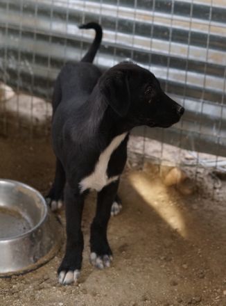 Ophelia, geb. ca. 09/2022, lebt in GRIECHENLAND, im städt. Tierheim Serres