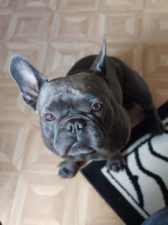 BLUELINE FRENCHIE
