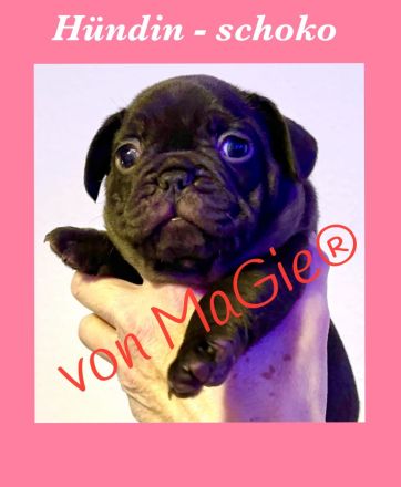 französische Bulldoggen Welpen