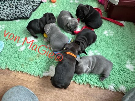 französische Bulldoggen Welpen