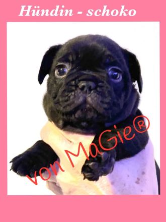 französische Bulldoggen Welpen