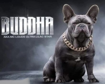 französische Bulldoggen Welpen