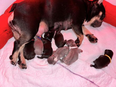 französische Bulldoggen Welpen