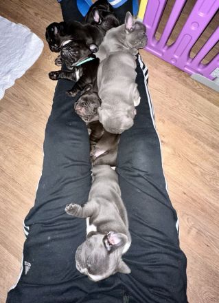 französische Bulldoggen Welpen