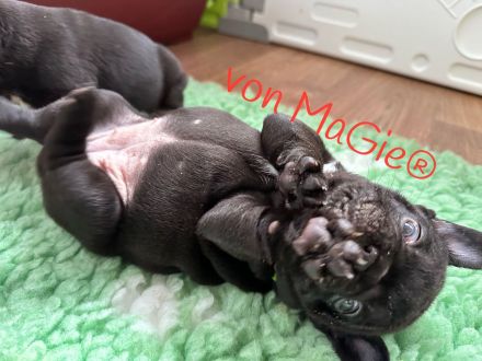 französische Bulldoggen Welpen