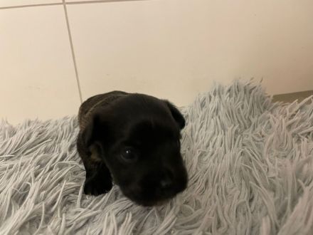 Coton Havaneser Welpen