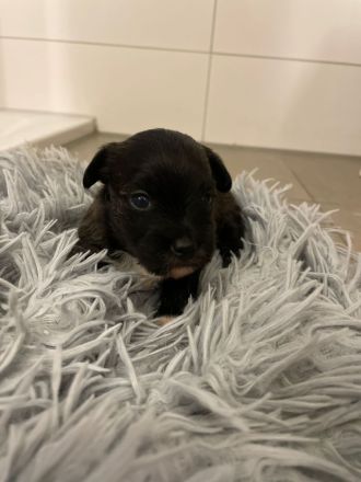 Coton Havaneser Welpen