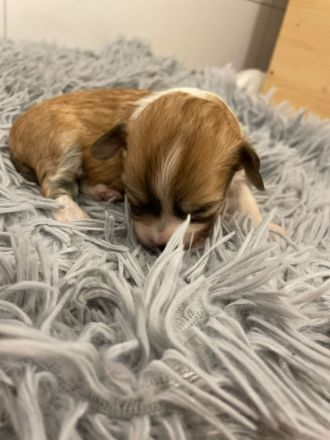 Coton Havaneser Welpen