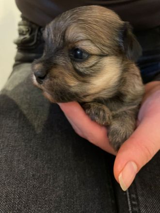 Coton Havaneser Welpen