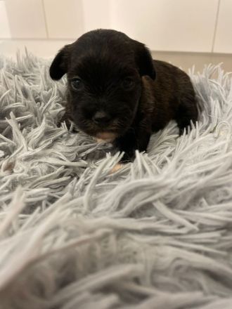 Coton Havaneser Welpen