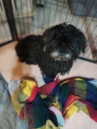 Abgabe aus seriöser Zucht