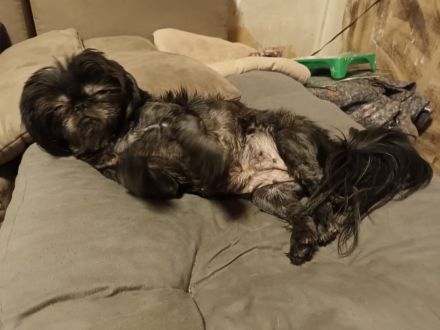 Abgabe aus seriöser Zucht