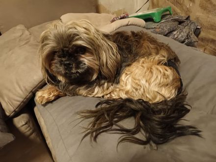 Abgabe aus seriöser Zucht