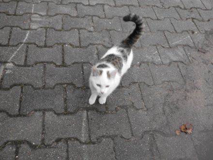 3 süße Katzenkinder abzugeben