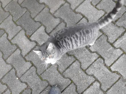 3 süße Katzenkinder abzugeben