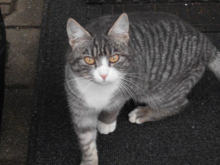 3 süße Katzenkinder abzugeben