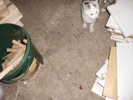 3 süße Katzenkinder abzugeben