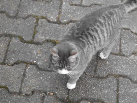 3 süße Katzenkinder abzugeben