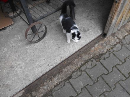 3 süße Katzenkinder abzugeben