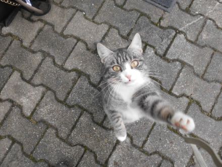 3 süße Katzenkinder abzugeben