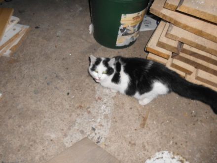 3 süße Katzenkinder abzugeben