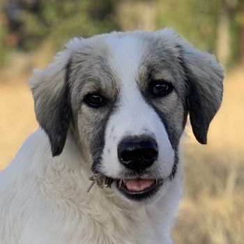 Sakura, geb. ca. 05/2022, lebt in GRIECHENLAND, auf einer privaten Pflegestelle