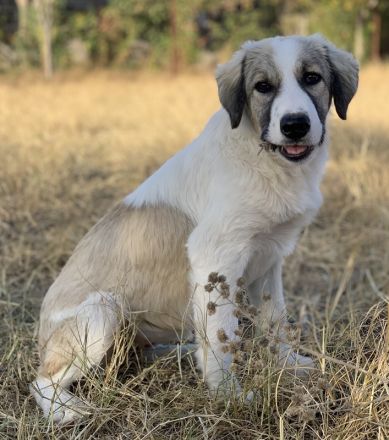 Sakura, geb. ca. 05/2022, lebt in GRIECHENLAND, auf einer privaten Pflegestelle