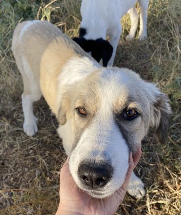 Sakura, geb. ca. 05/2022, lebt in GRIECHENLAND, auf einer privaten Pflegestelle