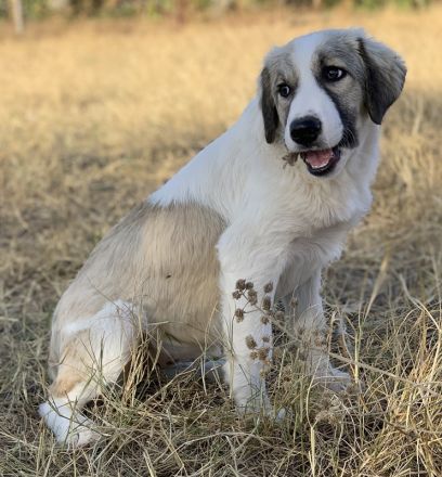 Sakura, geb. ca. 05/2022, lebt in GRIECHENLAND, auf einer privaten Pflegestelle