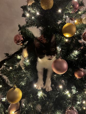 Junge Katze sucht ein neues Zuhause