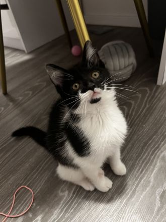 Junge Katze sucht ein neues Zuhause