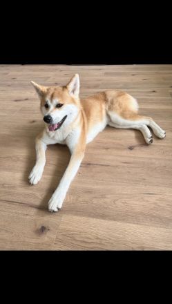 Akita inu in guten Händen abzugeben!