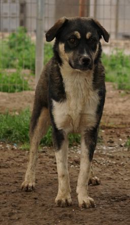 Susi, geb. ca. 09/2022, lebt in GRIECHENLAND, im städt. Tierheim Serres