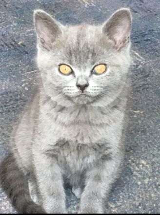 Britisch kurzhaar Kartäuser blau