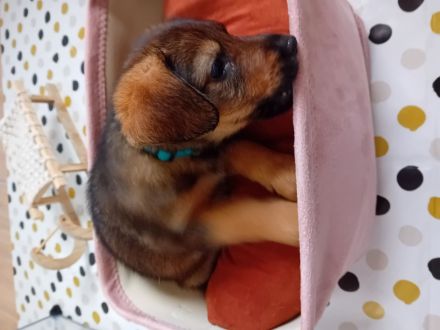 Verkaufe DSH ,Mini Hovarwart, Sheltie