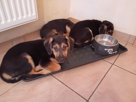 Verkaufe DSH ,Mini Hovarwart, Sheltie