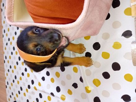 Verkaufe DSH ,Mini Hovarwart, Sheltie