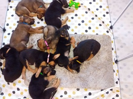 Verkaufe DSH ,Mini Hovarwart, Sheltie