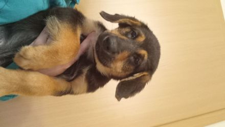 Verkaufe DSH ,Mini Hovarwart, Sheltie