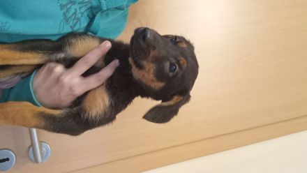 Verkaufe DSH ,Mini Hovarwart, Sheltie