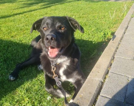 Balu sucht ein neues Zuhause