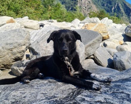 Balu sucht ein neues Zuhause
