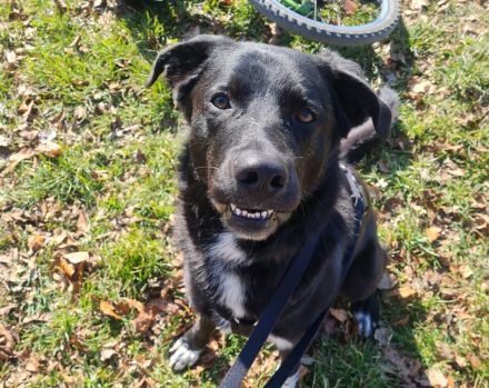 Balu sucht ein neues Zuhause