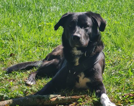 Balu sucht ein neues Zuhause