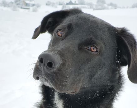 Balu sucht ein neues Zuhause